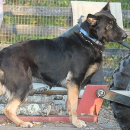 Zola - German Shepherd