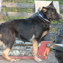 Zola - German Shepherd