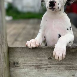 Dalmatian Puppies from Cookie & Cream Dalmatians