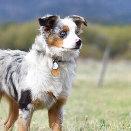 Miniature Australian Shepherds from Blossom Creek Aussies