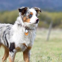 Miniature Australian Shepherds from Blossom Creek Aussies