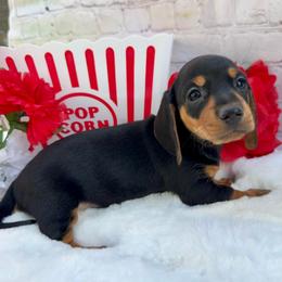 Rachel - Black and tan female Dachshund puppy in Colbert, Oklahoma from Brooke Crenshaw