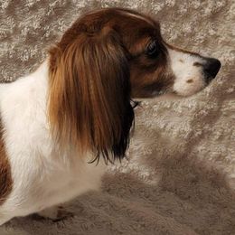 Dachshunds from Magnolia Crate's