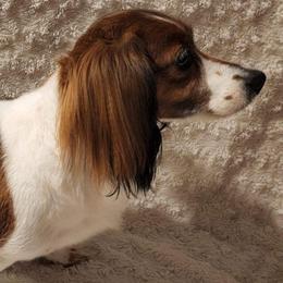 Dachshunds from Magnolia Crate's