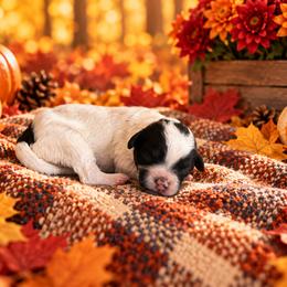Dottie - Black and white female Cavapoo puppy in Myrtle Beach, South Carolina from Colorful-K9'S