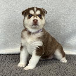Bryn (Lavender) - Red and white female Siberian Husky puppy in Ellijay, Georgia from Appalachian Siberians LLC
