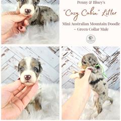 Flannel - male Australian Mountain Doodle puppy in Grand Rapids, Michigan from The Kindred K9