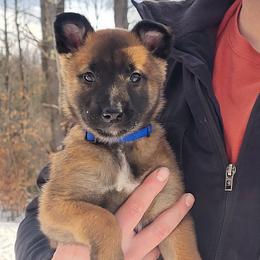 Girl 2 - female Belgian Tervuren puppy in Farmington, Maine from Pine State Shepherds