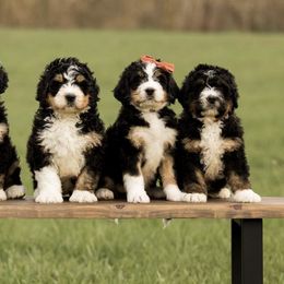 Bernedoodles from Copperstone Bernedoodles