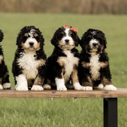 Bernedoodles from Copperstone Bernedoodles
