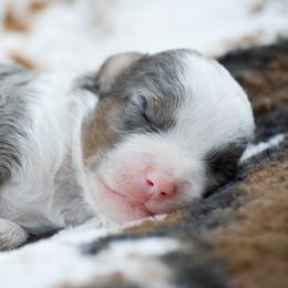 Aussiedoodles and Miniature Australian Shepherds from Kristy’s Kennels
