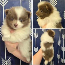 Boy 4 - Lavender male Pomeranian puppy in Washington, North Carolina from Grace's Poms🐾💕