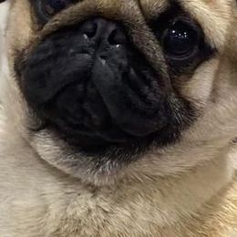 Brussels Griffons, Pugs, and Rottweilers from Copper Ridge Kennel