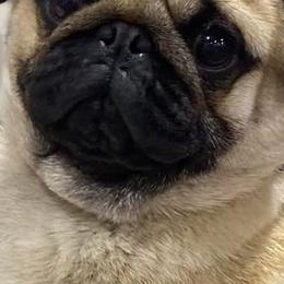 Brussels Griffons, Pugs, and Rottweilers from Copper Ridge Kennel
