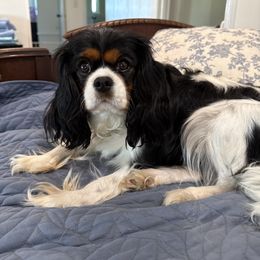 Cavalier King Charles Spaniel Puppies from Reynolds Farms Cavaliers