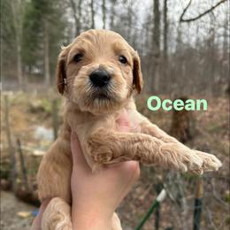 Ocean - Apricot female Goldendoodle puppy in Prosperity, Pennsylvania from Stelladoodles & Company