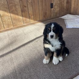 Bernese Mountain Dog Puppies from Bastian Mountain Dogs