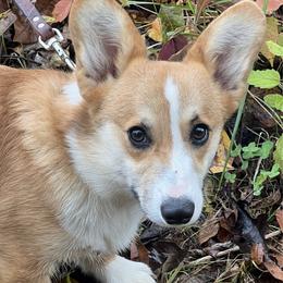 Pumpkin - Pembroke Welsh Corgi