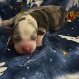 Girl 2 - Blue merle female Miniature Australian Shepherd puppy in Murfreesboro, Tennessee from Skye’s Waggin’ Aussies