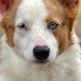 Tater tot - White and red male Pembroke Welsh Corgi puppy in Saint George, South Carolina from Carolina cotton candy corgis
