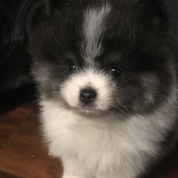 "Snow White x Saylor" Pomeranian Puppies from Summer Set Pomeranians