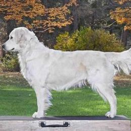 Willow - Golden Retriever