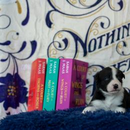 Border Collie, Papillon, Sporty Mix, and Whippet Puppies from Old Hemp Border Collies / Open Horizon Sport Dogs