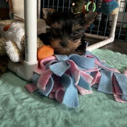 Yorkshire Terrier Puppies from Yvette Copeland's Yorkshire Terriers