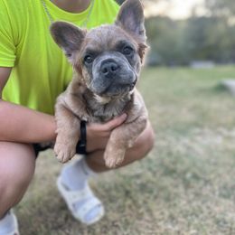 French Bulldog Puppies from Frenchie Love Bugs