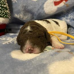 Cindy lou - Parti female Goldendoodle puppy in Orange Park, Florida from Evergrace Farm Doodles