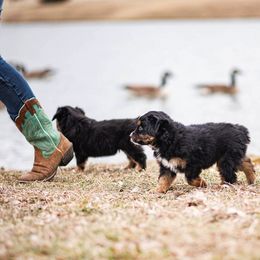 Miniature American Shepherd and Miniature Australian Shepherd Puppies from Rocking 4C