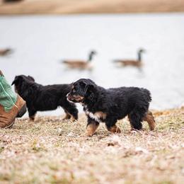 Miniature American Shepherd and Miniature Australian Shepherd Puppies from Rocking 4C