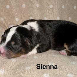 Sienna - Black tri female Miniature American Shepherd puppy in Florseville, Texas from Ashber Farm