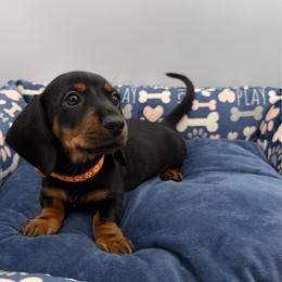 Orange Collar - Black and tan female Dachshund puppy in Odessa, Texas from K9 Royal Club