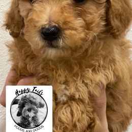 Cavapoo and Poodle Puppies from Happy Tails Poods and Doods