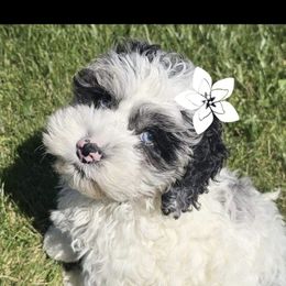 Cockapoo, Maltipoo, Morkie, and Yorkipoo Puppies from Mosaic Merle Doodles