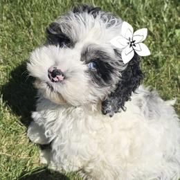 Cockapoo, Maltipoo, Morkie, and Yorkipoo Puppies from Mosaic Merle Doodles