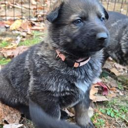 Myra - Sable female German Shepherd puppy in Buckfield, Maine from Levesques German Shepherds