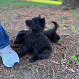 AKC Belle - Black female Belgian Sheepdog puppy in Hastings, Minnesota from Century Hills Farm