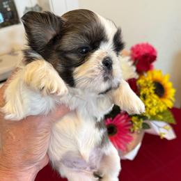 AKC Mochi - Champion Bloodline - Tricolor female Shih Tzu puppy in Long Beach, California from Prieto Shih-Tzu's