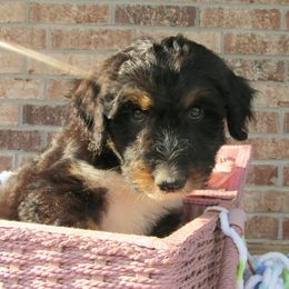 Aussiedoodle, Australian Shepherd, and Poodle Puppies from Kay Kay's Pupper Patch