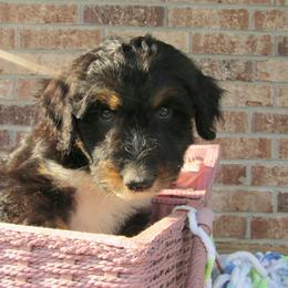 Aussiedoodle, Australian Shepherd, and Poodle Puppies from Kay Kay's Pupper Patch