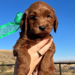 Meli's Green Male - Apricot male Goldendoodle puppy in Great Falls, Montana from Montana Goldendoodles