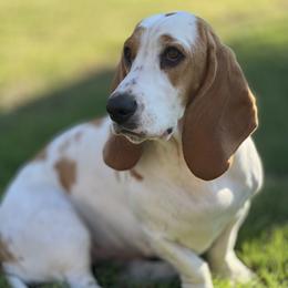 Basset Hound puppies from TNT Bassets