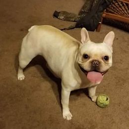 Karliee - French Bulldog