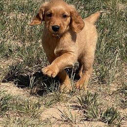 Cash - Golden male Golden Retriever puppy in Wellington, Colorado from High Country Golden Retrievers