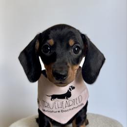 Olive - Black and tan female Dachshund puppy in Royse City, Texas from Truehearted Miniature Dachshunds