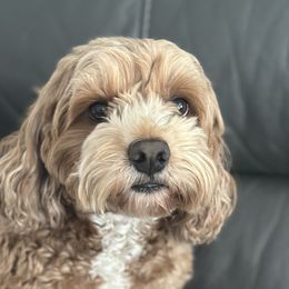 Bentlee - Cockapoo