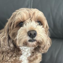 Bentlee - Cockapoo