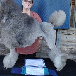 Odin - Poodle